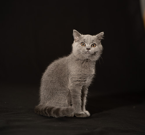 RAJAH