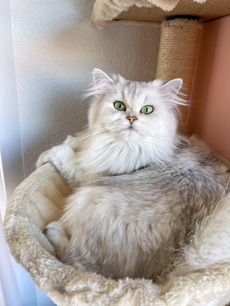 retraité élevage British