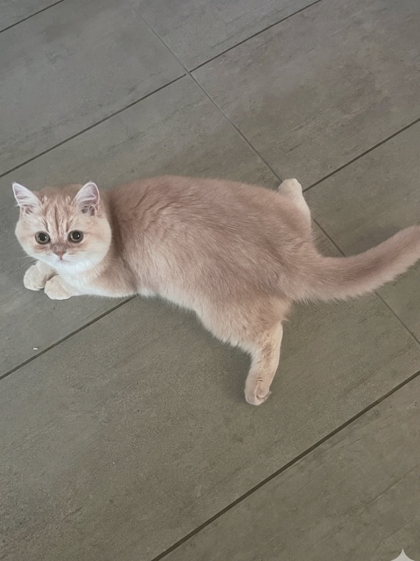 British shorthair Lilac Golden Bulma