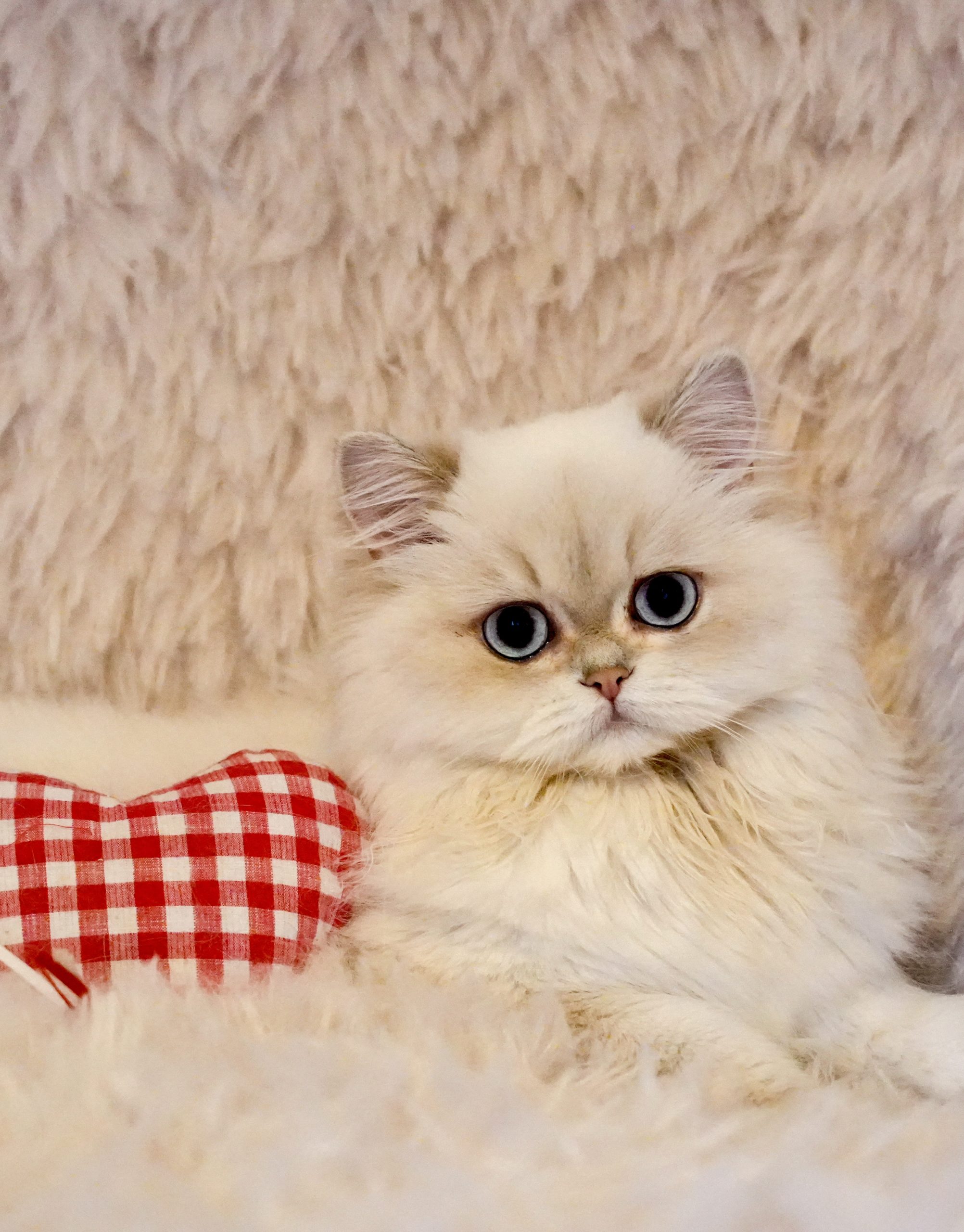 British longhair blue golden shaded point Ariel