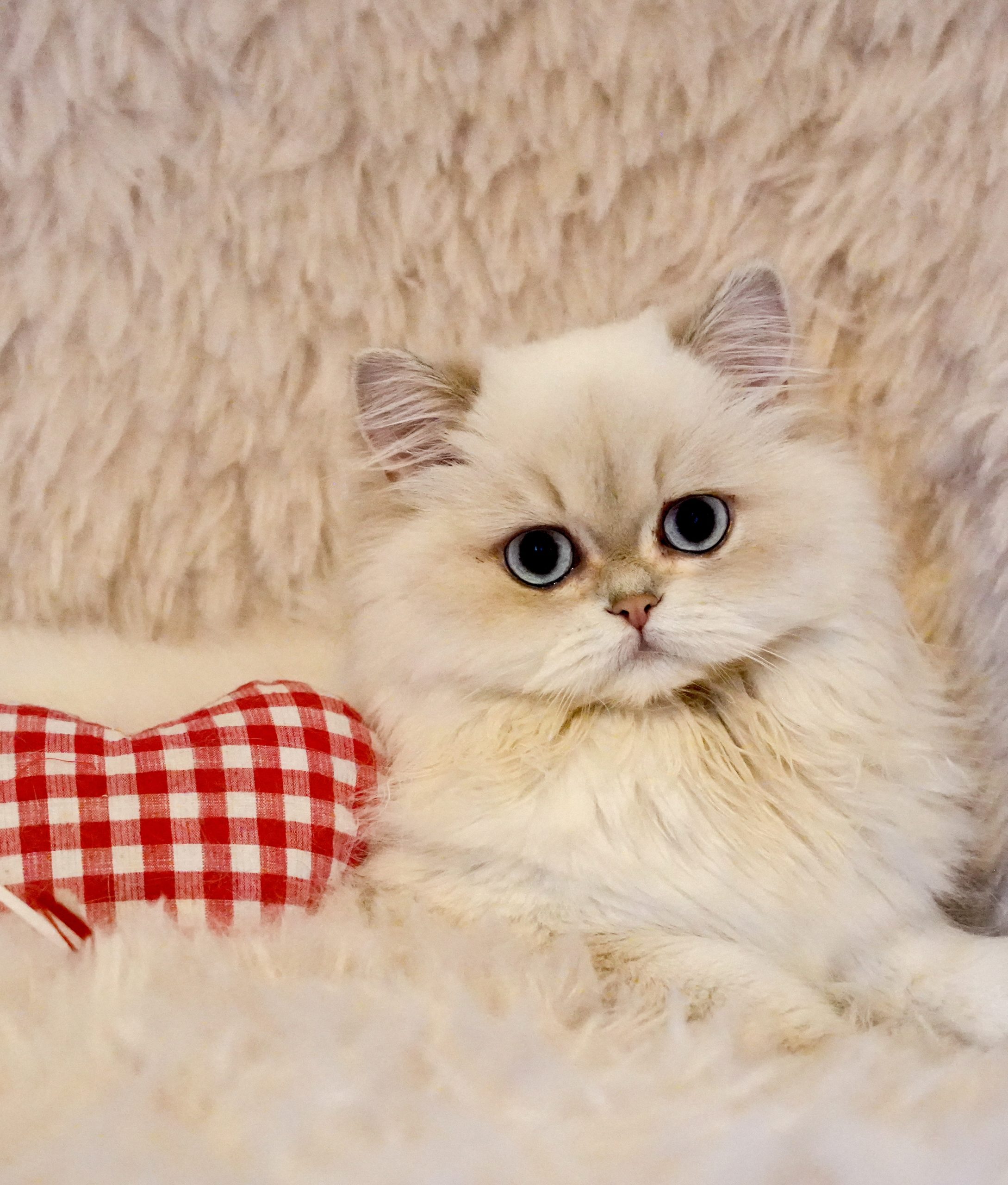 british longhair blue golden shaded point Ariel