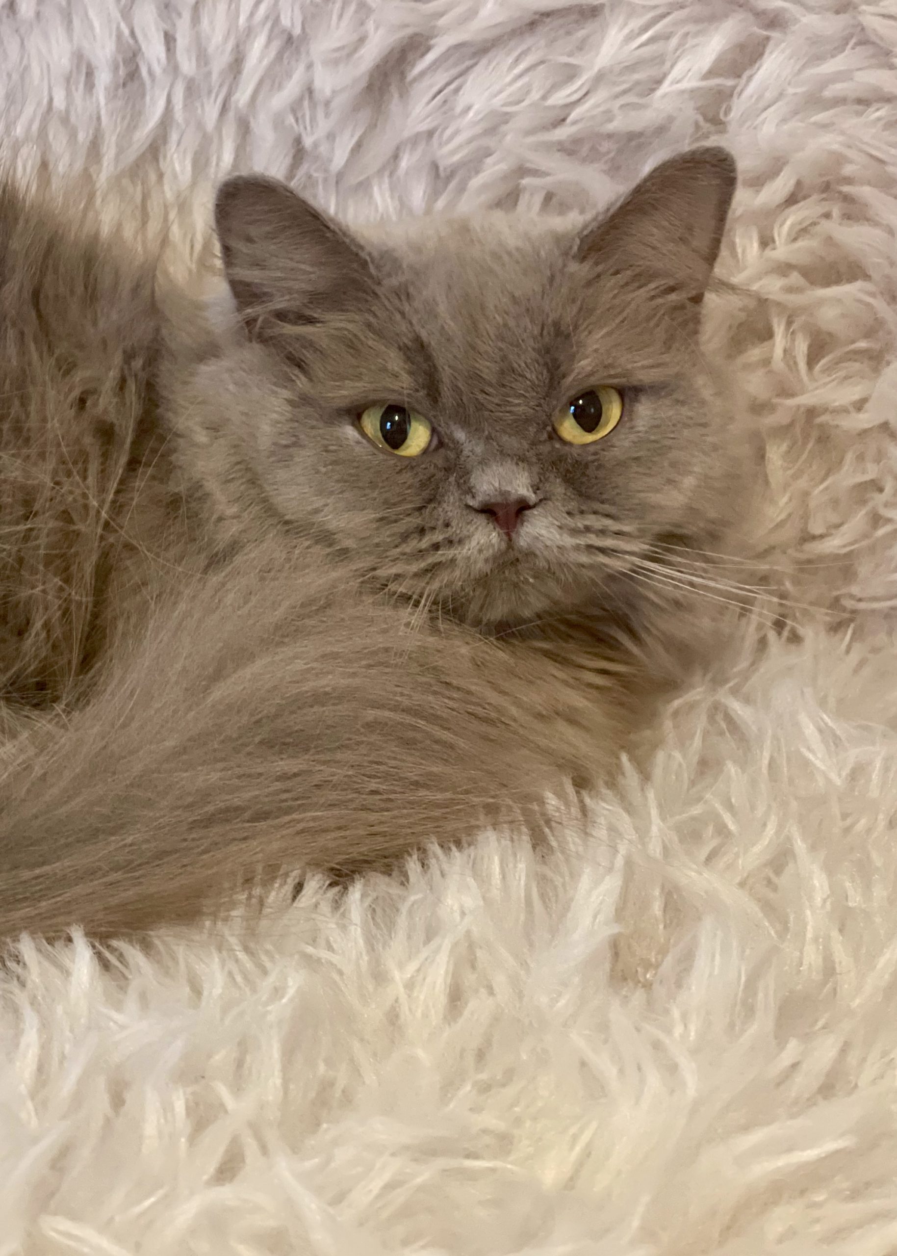 retraité élevage British