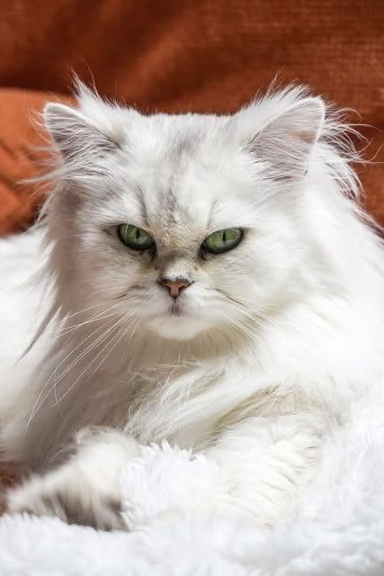 Rarity British Longhair Black Silver Shaded